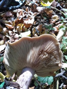 IMG_20181013_130627.jpg