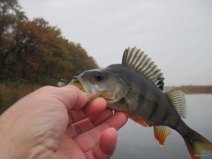 IMG_7036.JPG