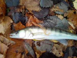 IMG_20181027_095936.jpg