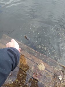 IMG_20181025_144246.jpg