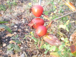 IMG_9681.JPG