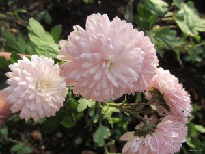 IMG_9695.JPG
