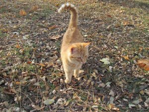 IMG_9699.JPG