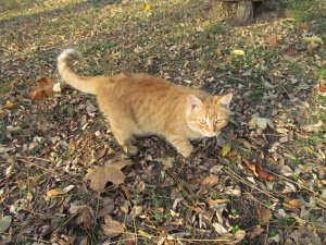 IMG_9700.JPG