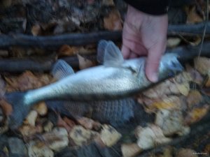 IMG_20181024_070645.jpg