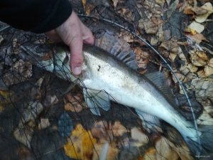 IMG_20181024_073109.jpg