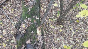 20181031_084126.jpg