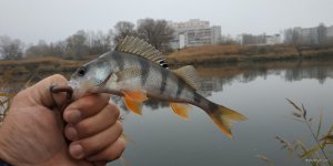 IMG_20181110_121212.jpg