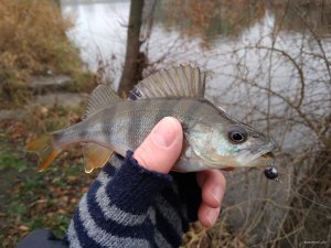 IMG_20181110_125548.jpg