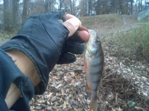 IMG_20181111_122839_768[1].jpg