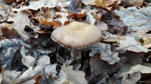 20181111_095606.jpg