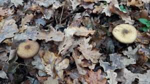 20181111_100210.jpg