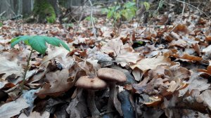 20181111_100243.jpg