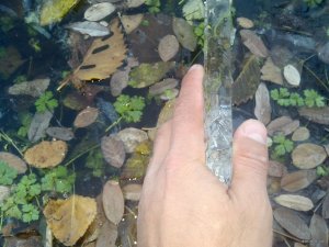 IMG_20181113_072242_055[1].jpg