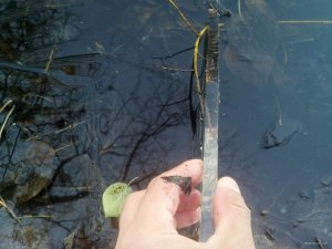 IMG_20181113_072533_189[1].jpg