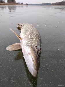 IMG_20181120_085722.jpg