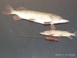 IMG_20181121_074546.jpg
