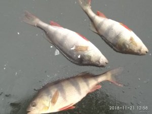 IMG_20181121_125813.jpg