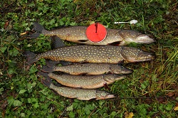 IMG_5512.jpg