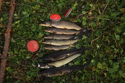 IMG_5832.jpg