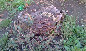 IMAG0733.jpg