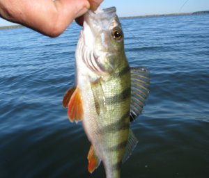 IMG_7262.JPG