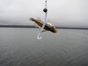 IMG_7441.JPG