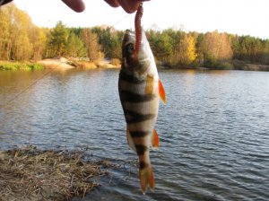 IMG_7559.JPG