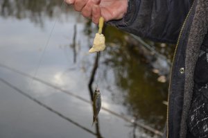 DSC_0085.jpg