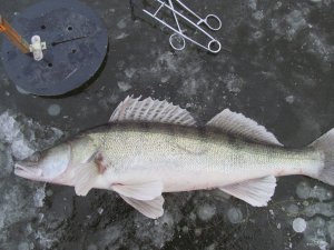 IMG_9883.JPG