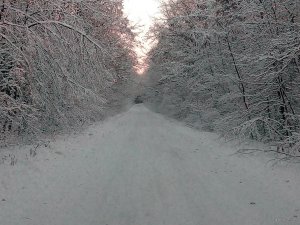 IMG_20181129_072813.jpg