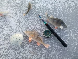 IMG_20181130_154027.jpg