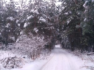 IMG_20181202_074915.jpg