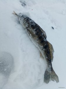 IMG_20181202_072536.jpg