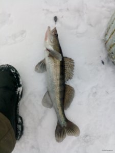 IMG_20181202_075338.jpg