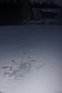 Рыбное место9б.JPG