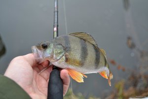 DSC_0524.JPG