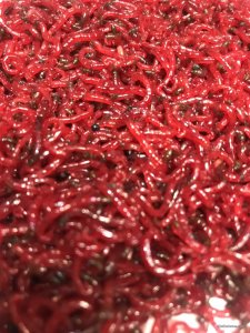 10916032-EDE5-4DF5-A9E9-C5C329C53181.jpeg