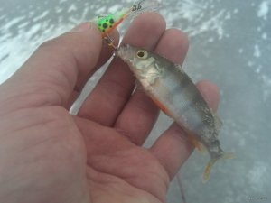 IMG_20181218_121723_706[1].jpg