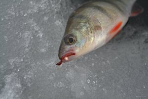 DSC_0456.JPG