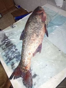IMG_20181223_190640.jpg