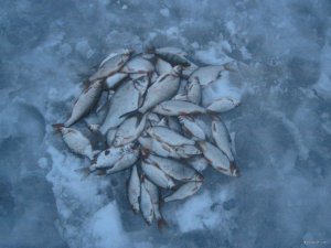 IMG_9499.JPG