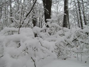 IMG_0225.JPG