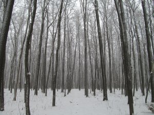 IMG_0221.JPG