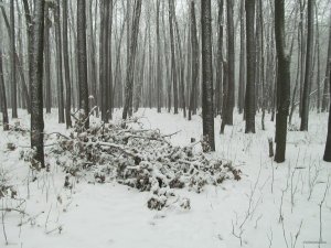 IMG_0220.JPG