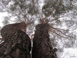 IMG_0547.JPG