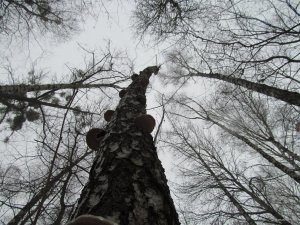 IMG_0558.JPG