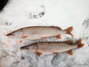 IMG_20181225_104109.jpg