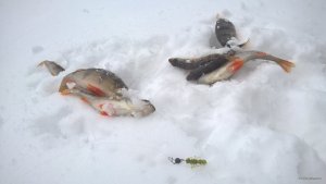 WP_20190103_11_58_15_Pro.jpg