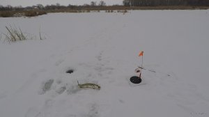 Командная ловля щуки на жерлицы в заливе водохранилища. Кулаковский залив 02.01.2019 5.jpg